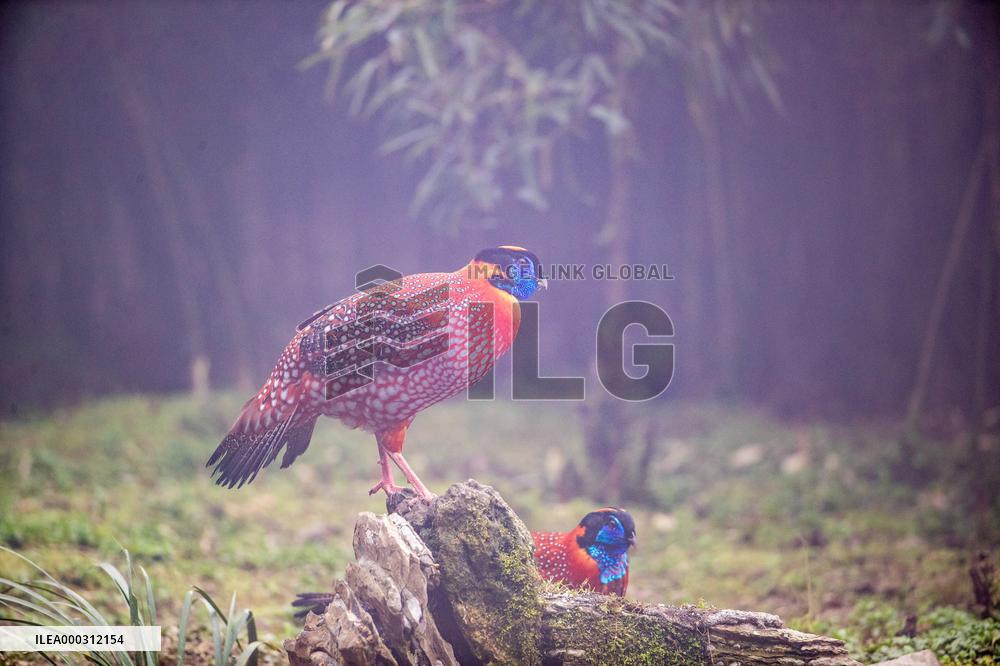 Temminck Tragopan