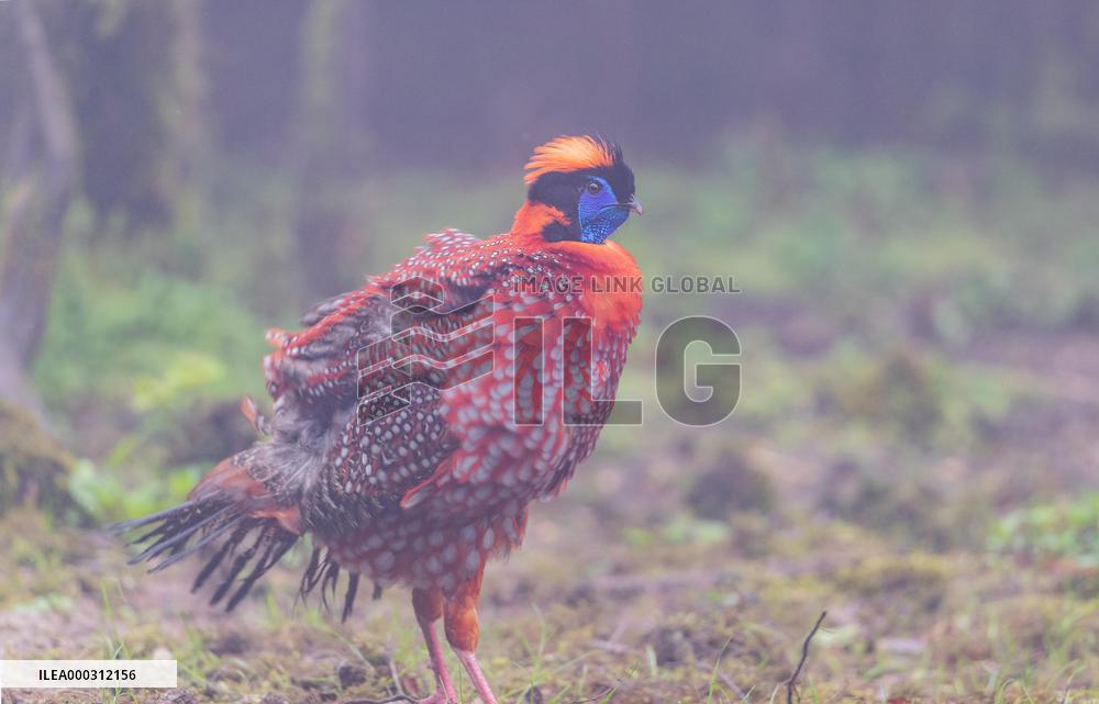 Temminck Tragopan
