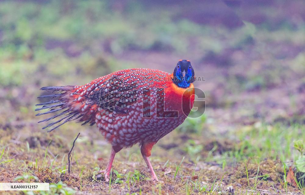 Temminck Tragopan