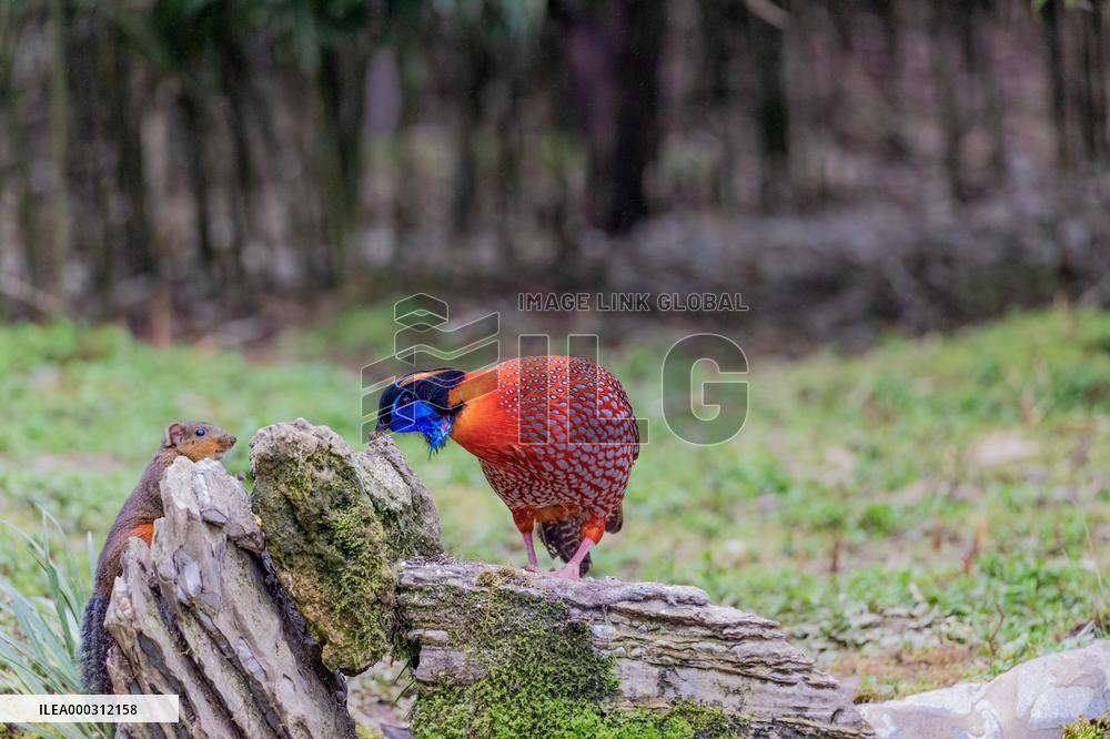 Temminck Tragopan