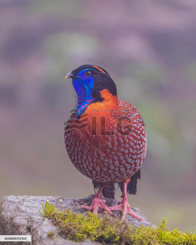Temminck Tragopan