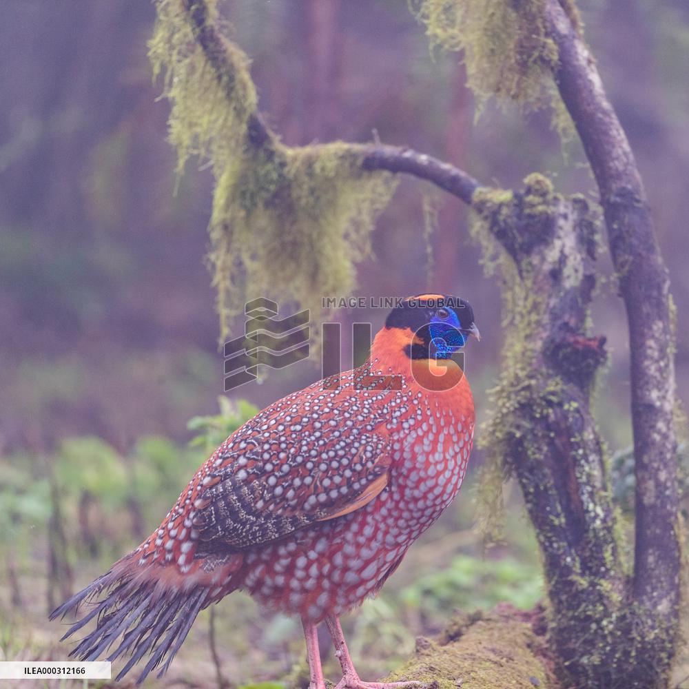 Temminck Tragopan