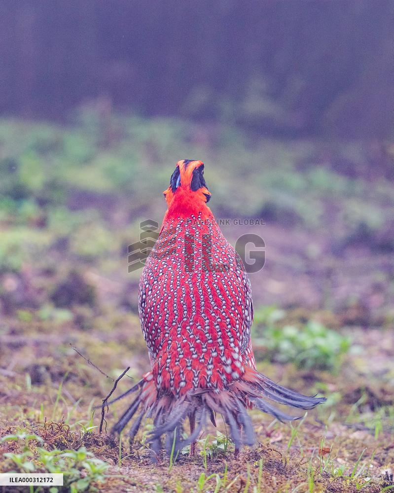 Temminck Tragopan