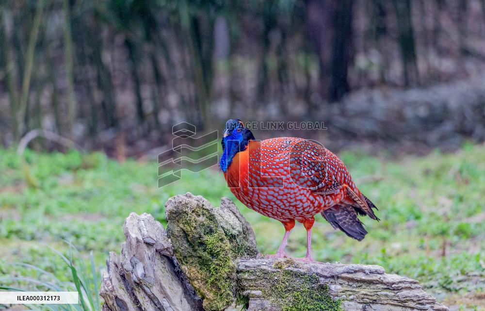 Temminck Tragopan