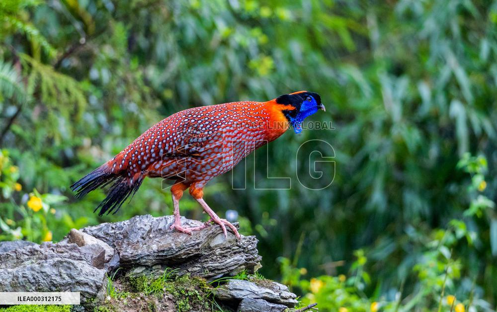 Temminck Tragopan