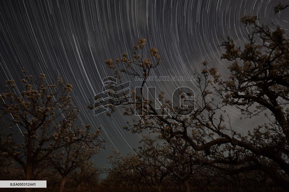Pear Flowers Under Starry Sky