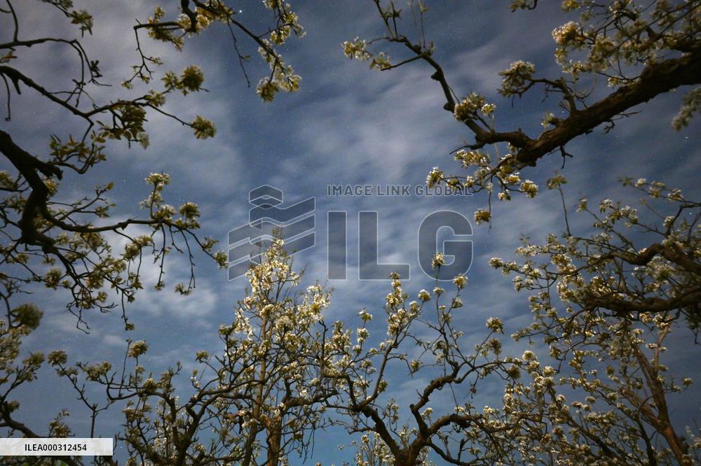 Pear Flowers Under Starry Sky