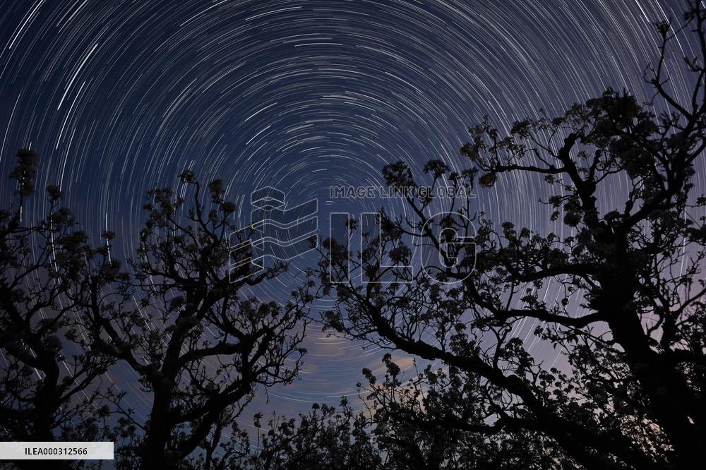 Pear Flowers Under Starry Sky