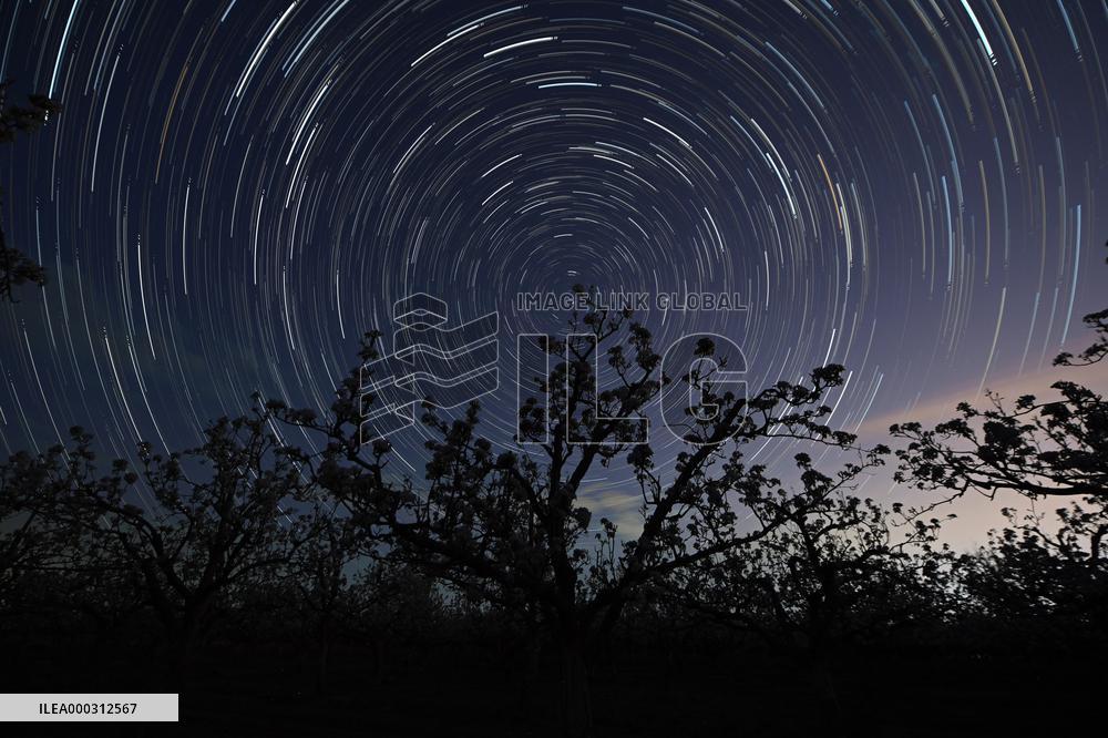 Pear Flowers Under Starry Sky