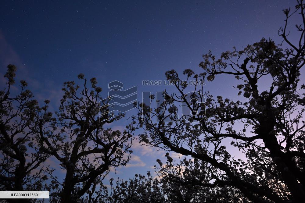 Pear Flowers Under Starry Sky