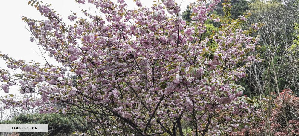 China Hubei Mount Wudang