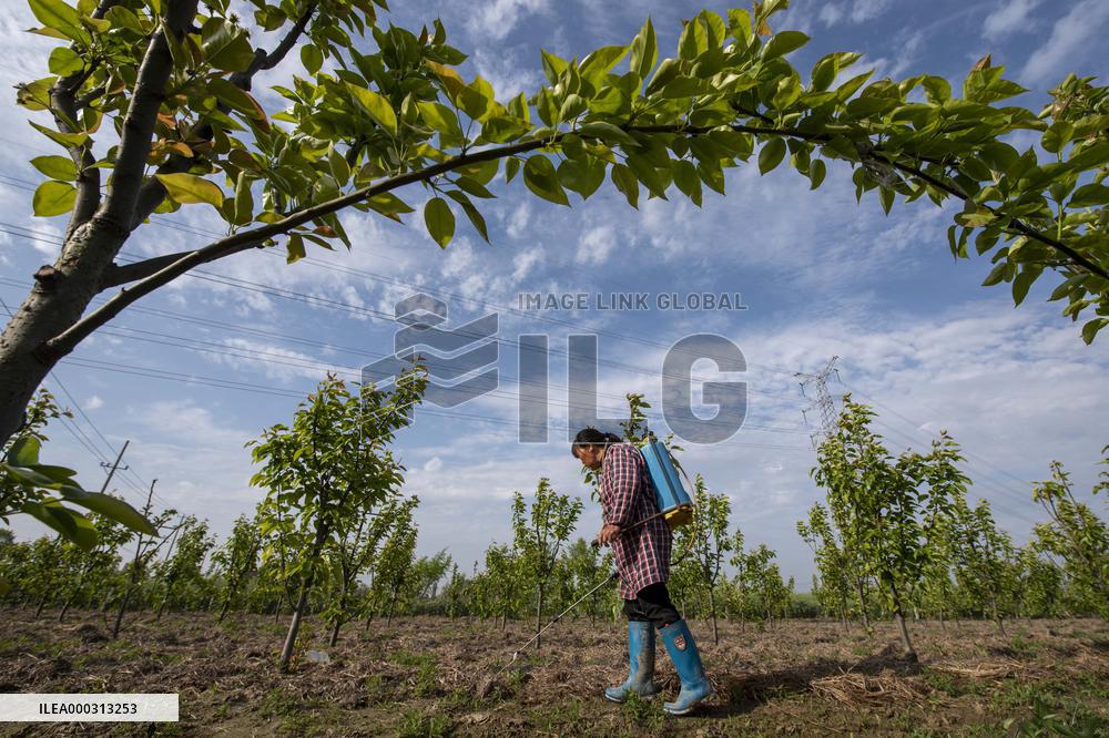 China Spring Planting