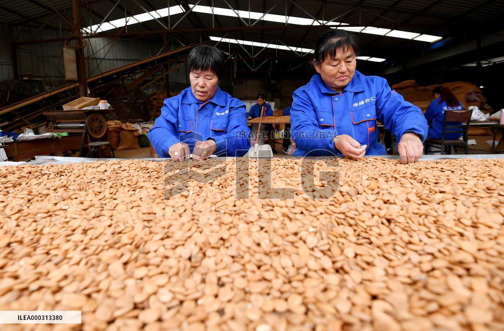 Apricot Flat Production Line