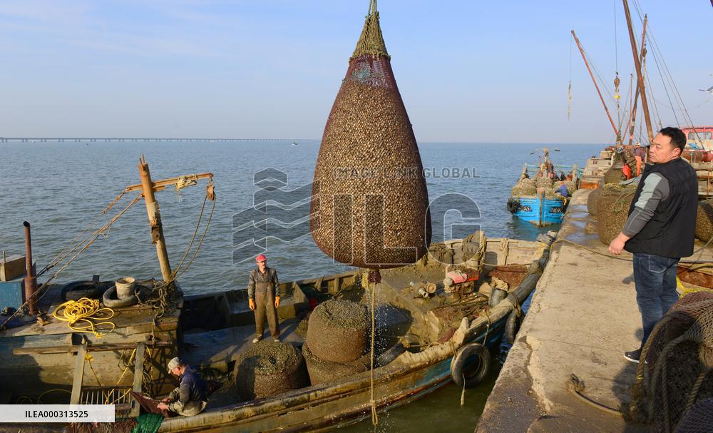 Harvested Clams
