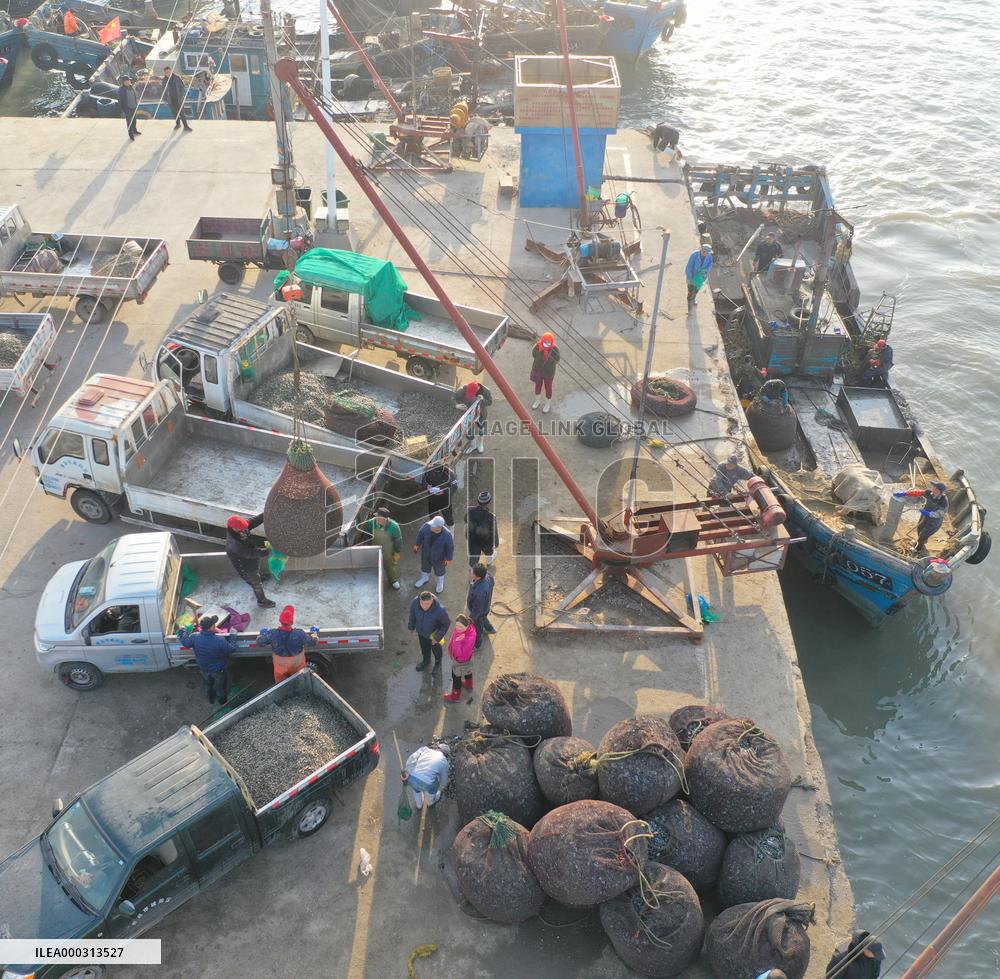 Harvested Clams