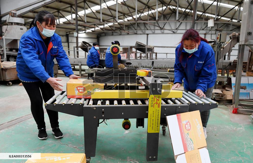 Apricot Flat Production Line