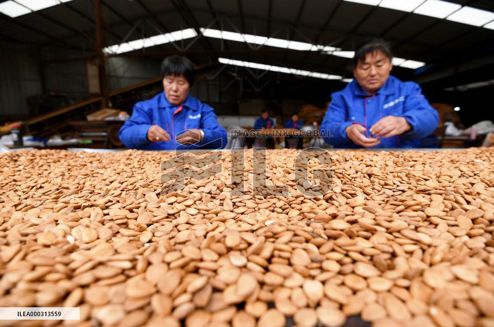 Apricot Flat Production Line