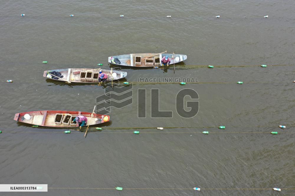 Characteristic Farming in Rural China