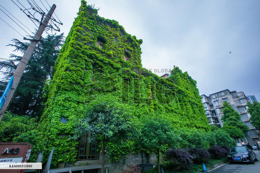 Buildings Surrounded By Green Plants in Chengdu