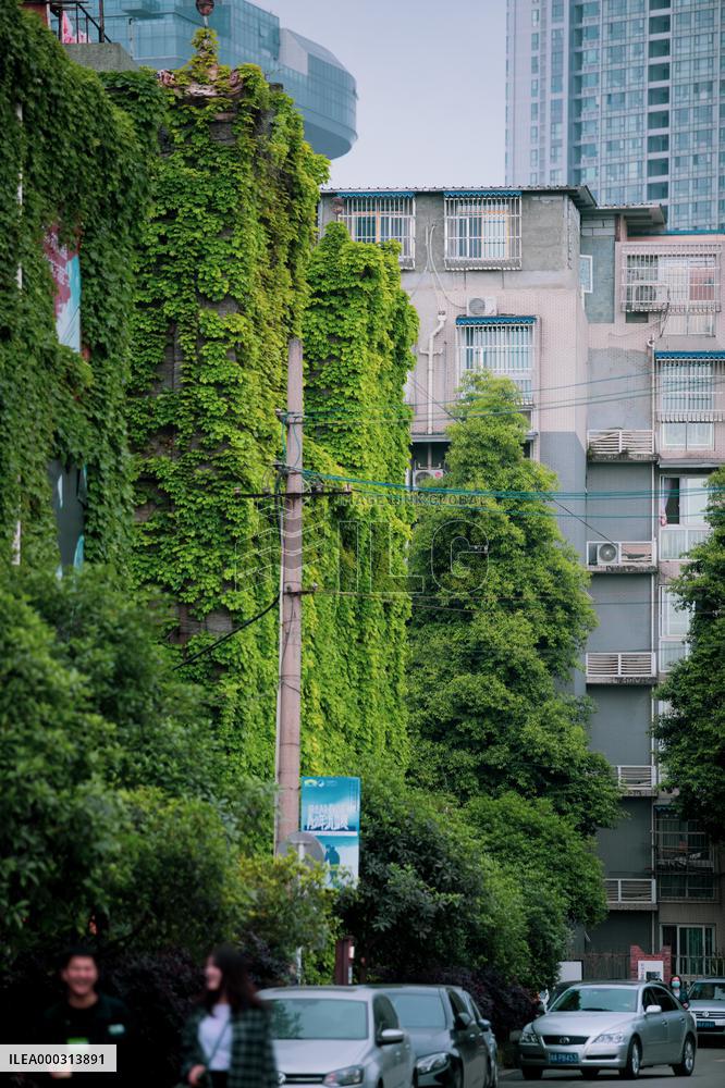Buildings Surrounded By Green Plants in Chengdu
