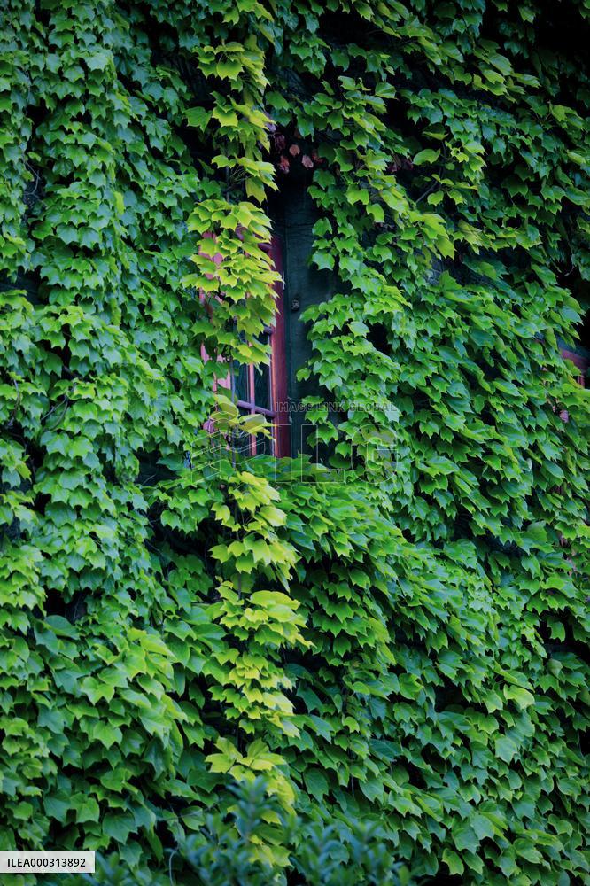 Buildings Surrounded By Green Plants in Chengdu