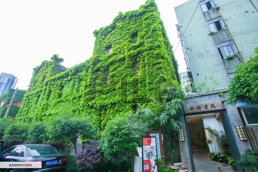 Buildings Surrounded By Green Plants in Chengdu
