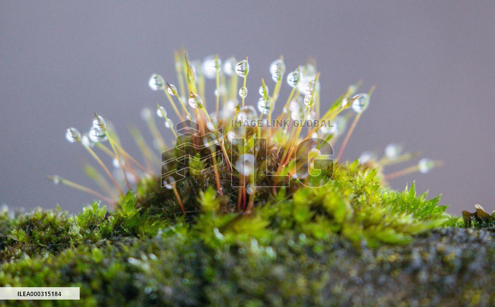 Raindrops
