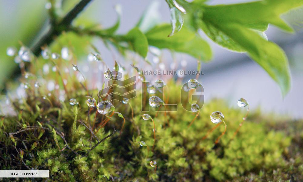 Raindrops