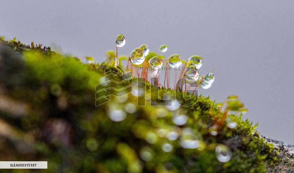 Raindrops