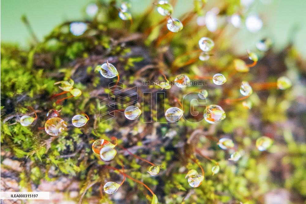 Raindrops