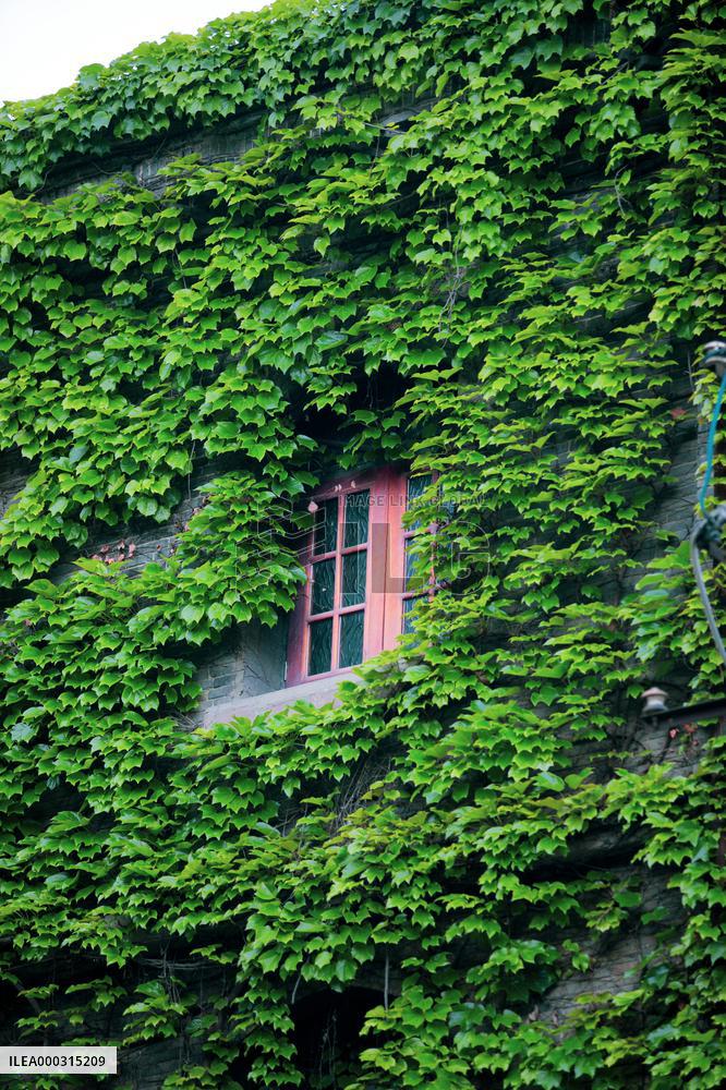 Buildings Surrounded By Green Plants in Chengdu