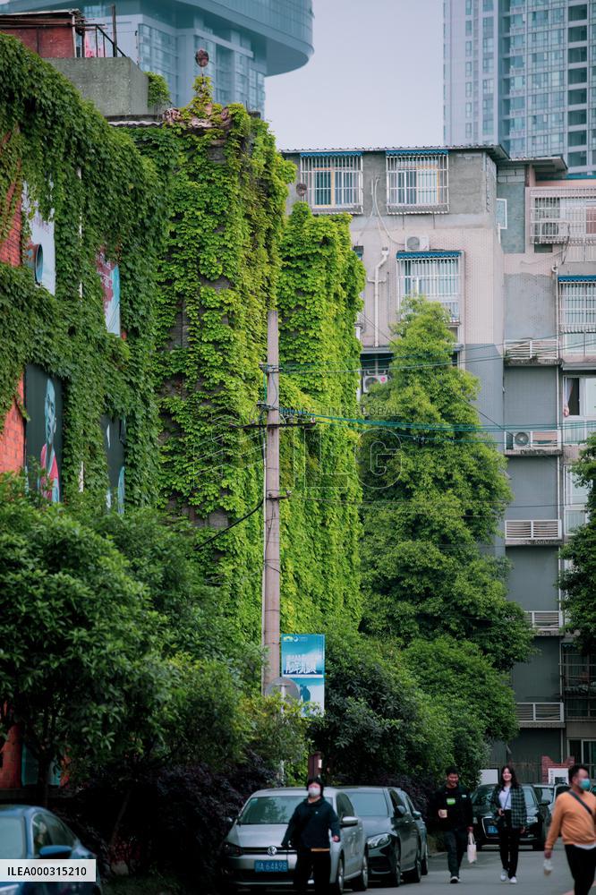Buildings Surrounded By Green Plants in Chengdu