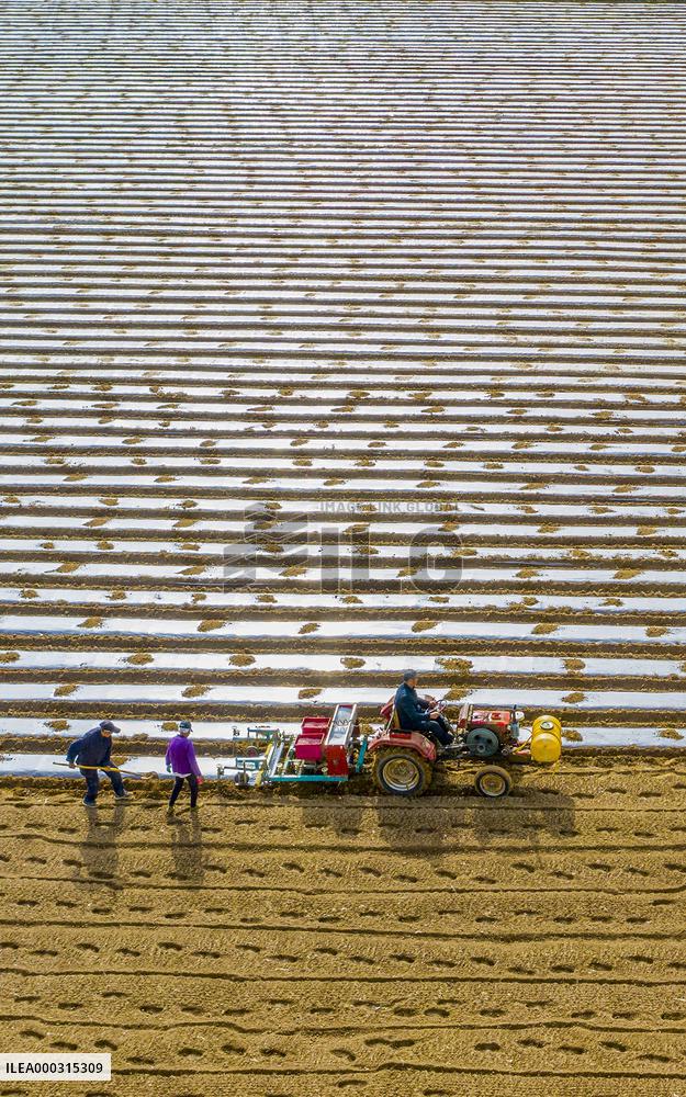 Spring Ploughing