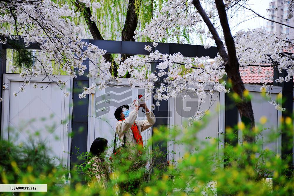 Cherry Blossom in Yuyuantan Park