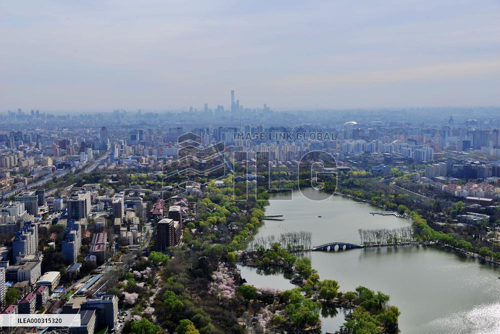 Cherry Blossom in Yuyuantan Park