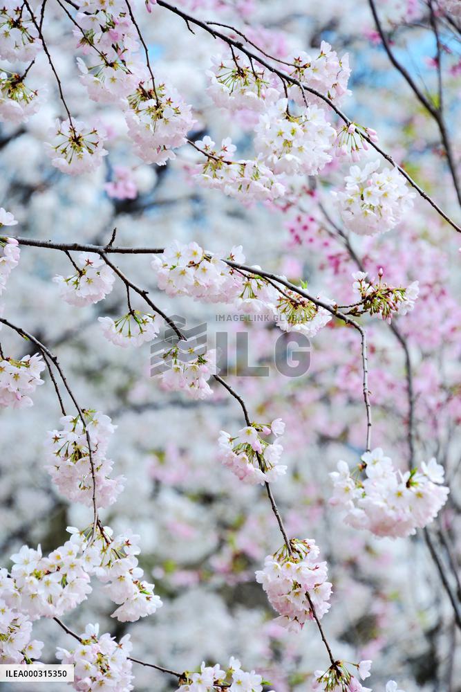 Cherry Blossom in Yuyuantan Park
