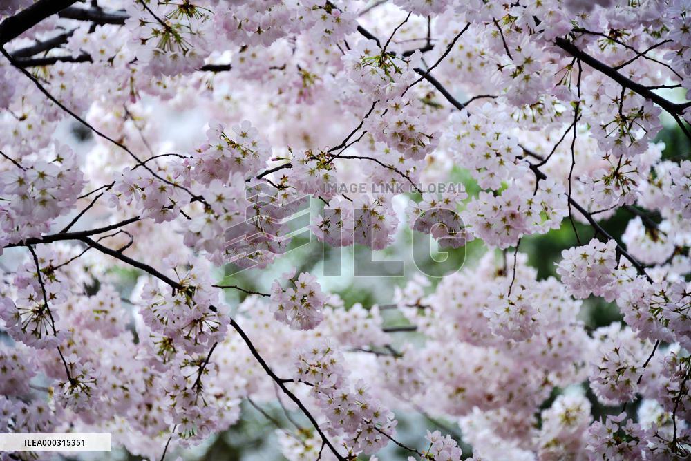 Cherry Blossom in Yuyuantan Park