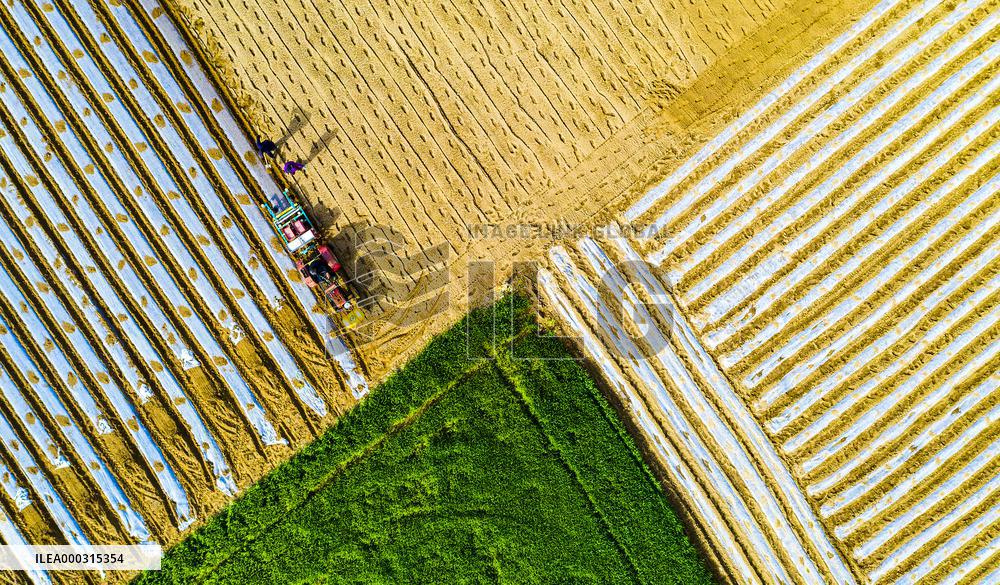 Spring Ploughing