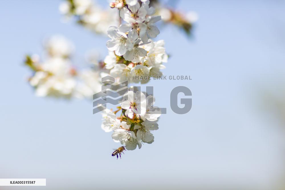 Apis, honey, bee, animal, flying insect
