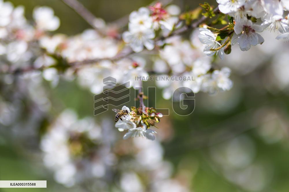 Apis, honey, bee, animal, flying insect