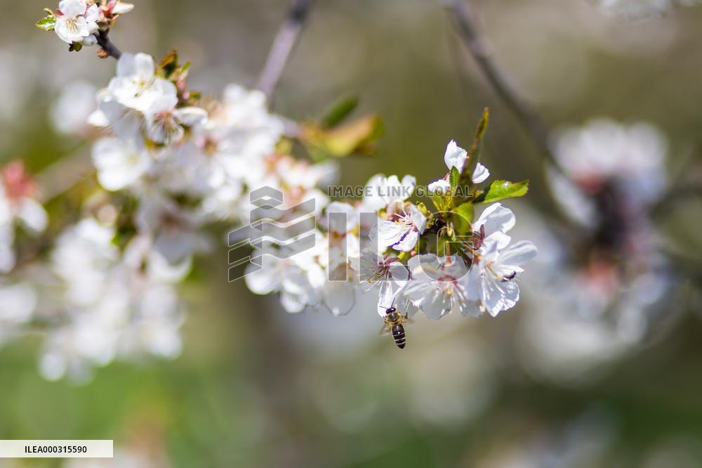 Apis, honey, bee, animal, flying insect