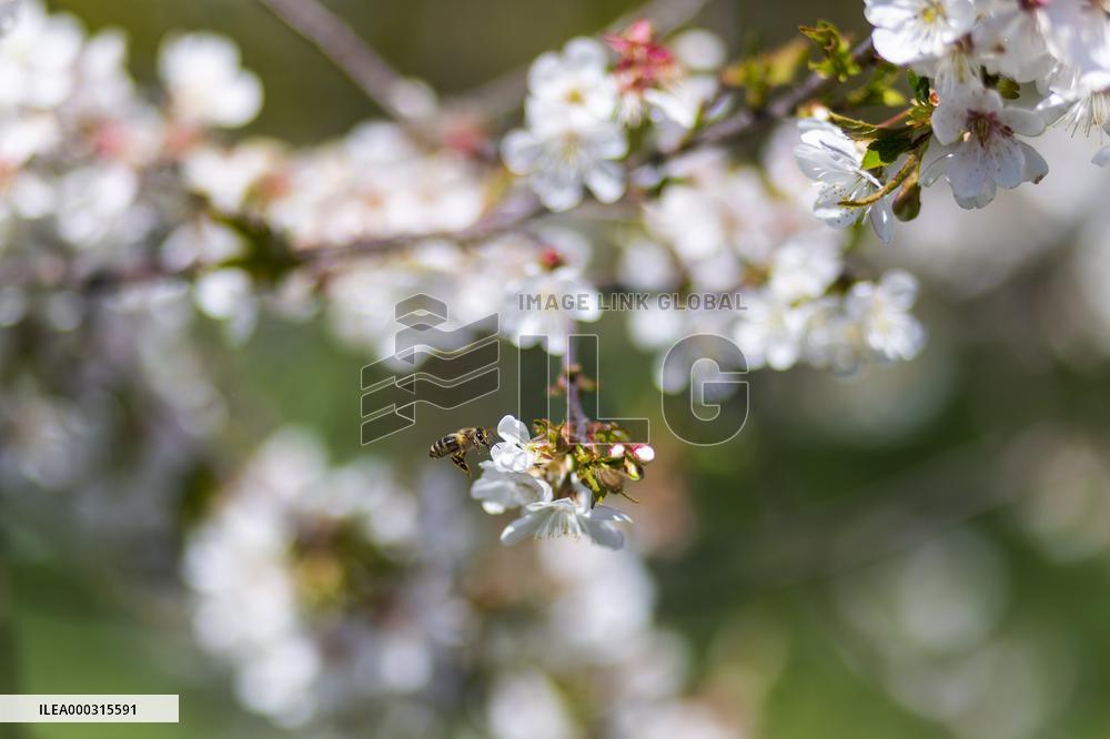 Apis, honey, bee, animal, flying insect