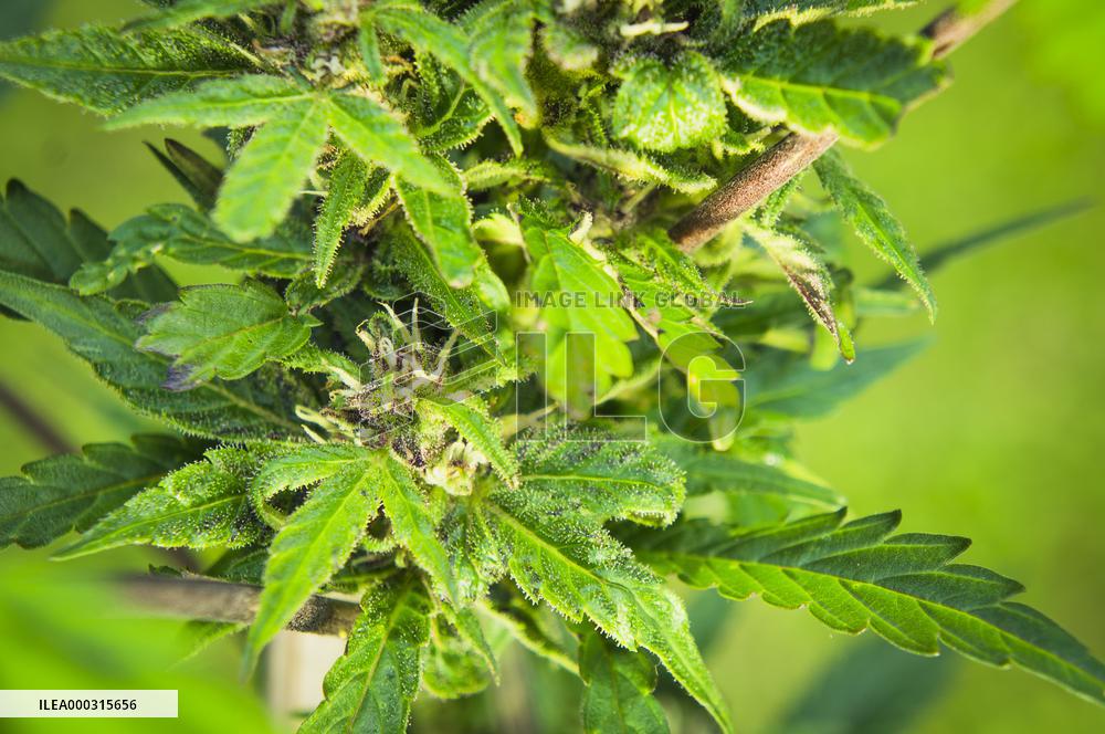 Cannabis sativa, indica, marihuana, hemp, ganja, plant
