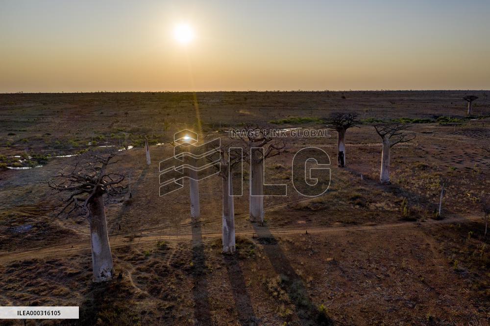 areial view to the most famous baobab alley in Madagascar