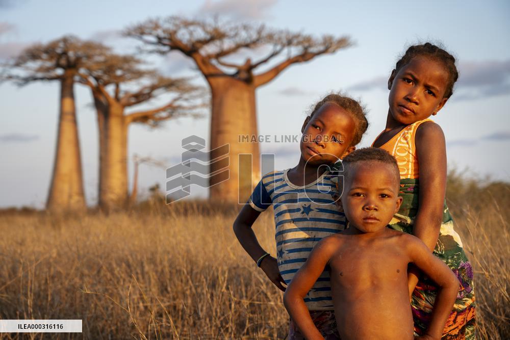 aborigine in the most famous baobab alley in Madagascar