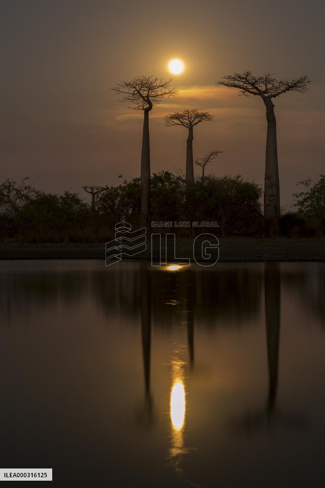 sunrise at the most famous baobab alley in Madagascar in the night