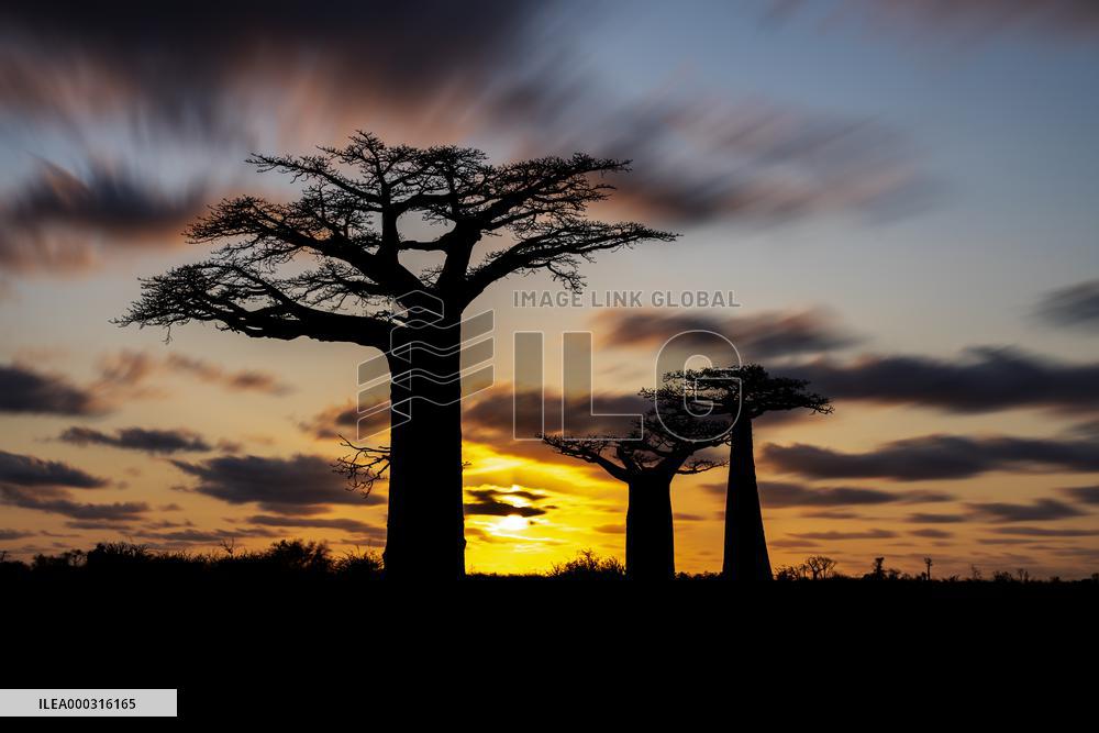 sunset at the most famous baobab alley in Madagascar in the night