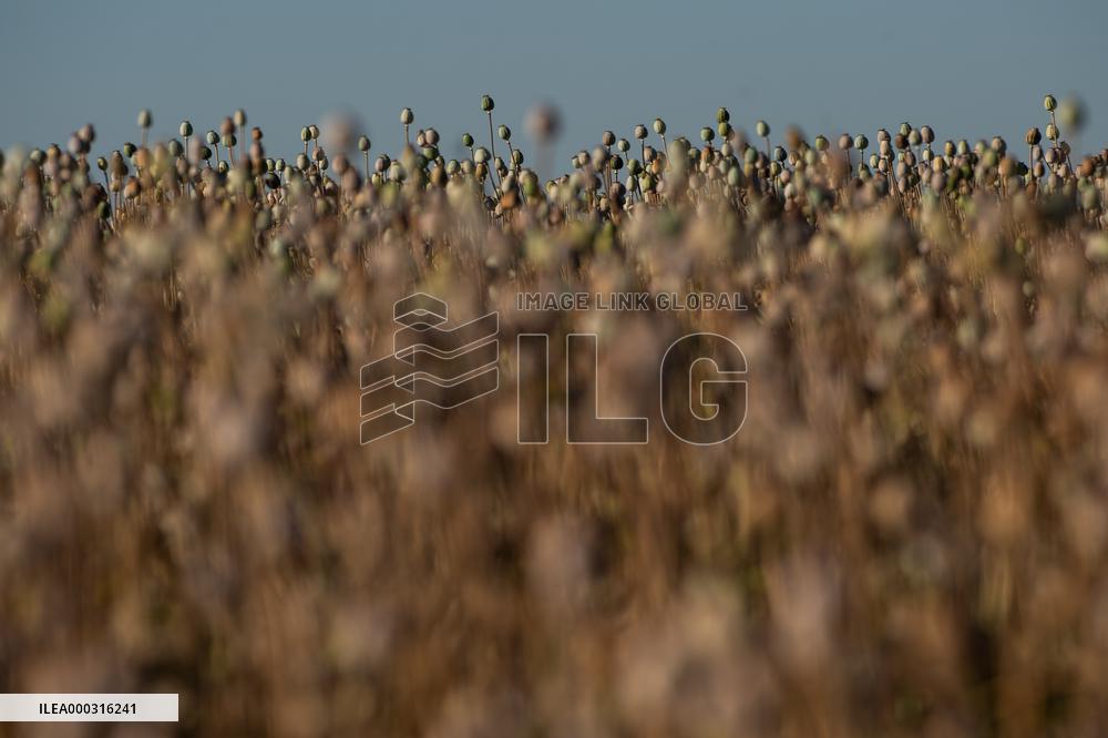 opium poppy field, breadseed poppy, Papaver somniferum