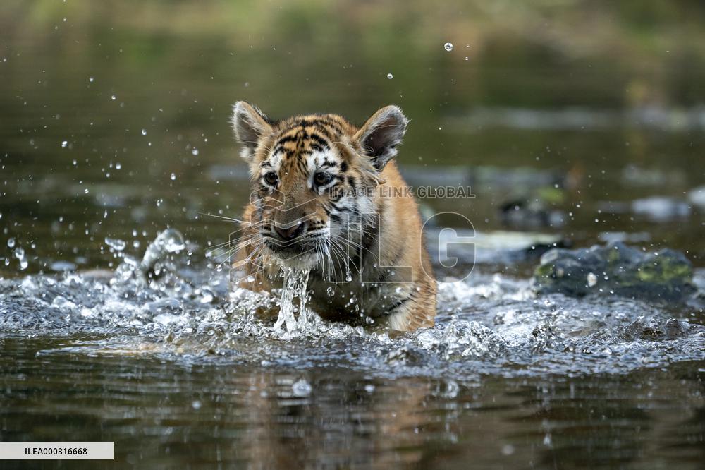 young siberian/bengal tiger,  (Panthera tigris altaica)
