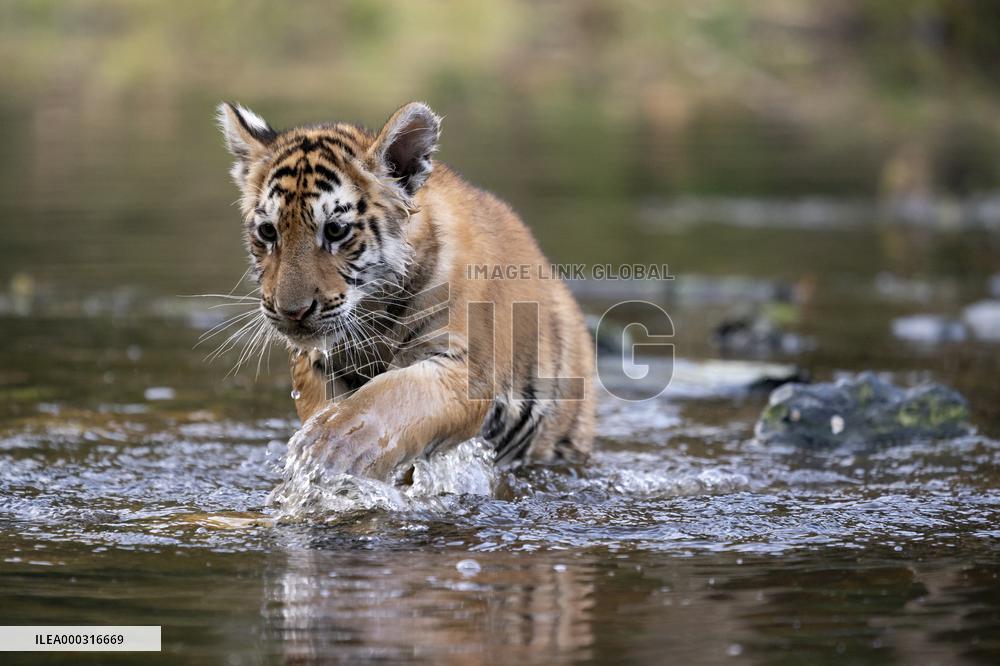 young siberian/bengal tiger,  (Panthera tigris altaica)